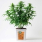 Preview: Grow Bucket Living Soil organic